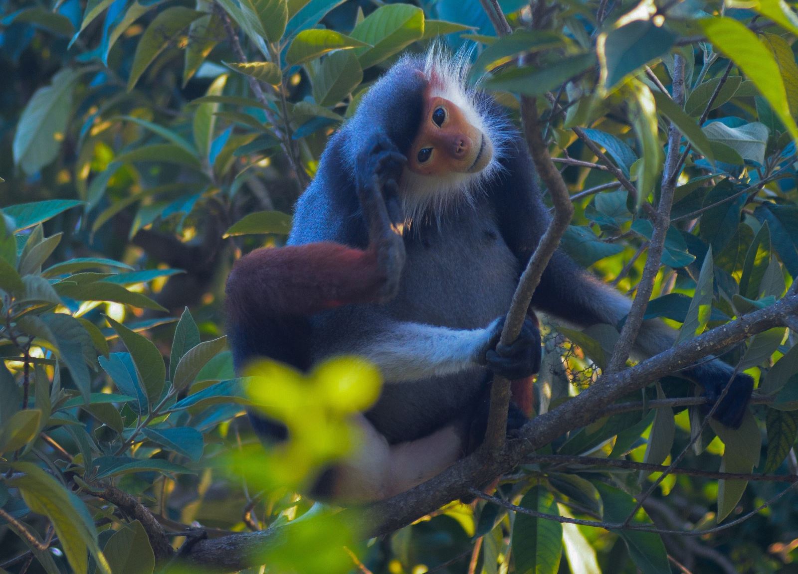 Khám phá bán đảo Sơn Trà Đà Nẵng: Kinh nghiệm du lịch từ A – Z Voọc chà vá chân nâu tại bán đảo Sơn Trà