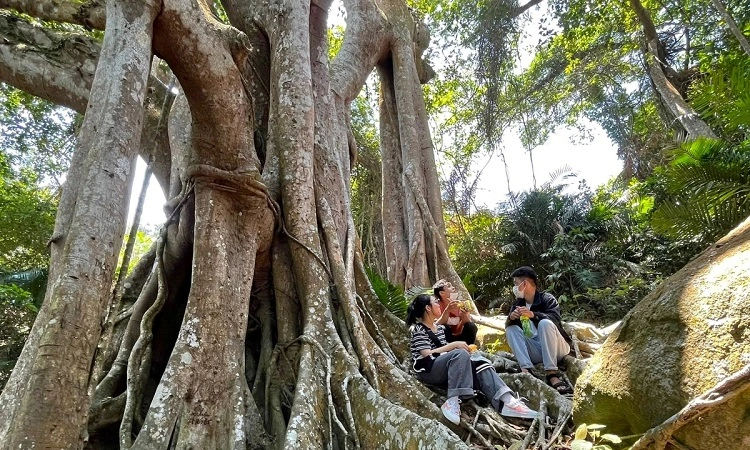 Khám phá bán đảo Sơn Trà Đà Nẵng: Kinh nghiệm du lịch từ A – Z Cây Đa Ngàn Năm – Chứng nhân thời gian giữa núi rừng Sơn Trà