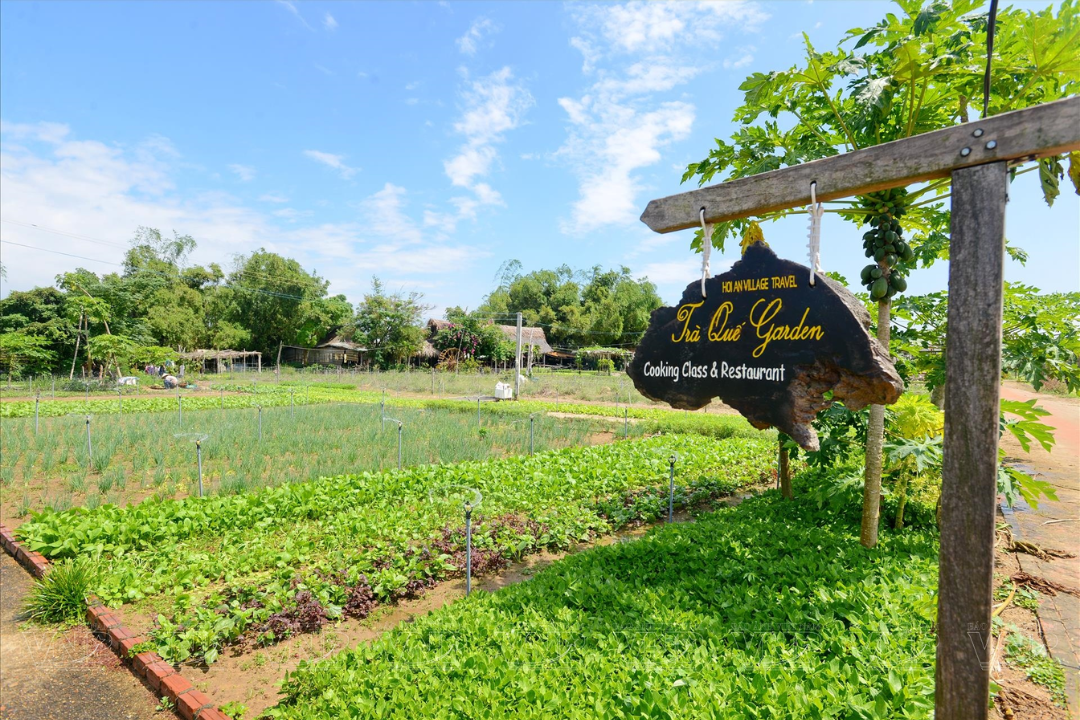 Một góc làng rau Trà Quế đang vào mùa