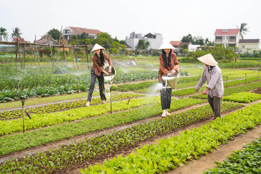 Khám phá làng rau Trà Quế Hội An: Cẩm nang du lịch từ A - Z Trải nghiệm làm nông dân tại làng rau Trà Quế