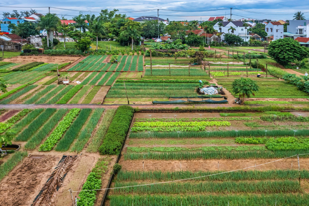 Khám phá làng rau Trà Quế Hội An: Cẩm nang du lịch từ A - Z Tham quan làng rau Trà Quế