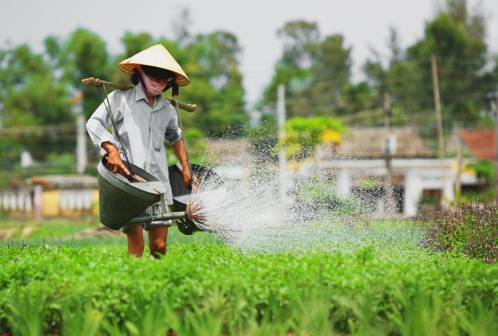 Khám phá làng rau Trà Quế Hội An: Cẩm nang du lịch từ A - Z Phương pháp canh tác hữu cơ tại làng rau Trà Quế Hội An